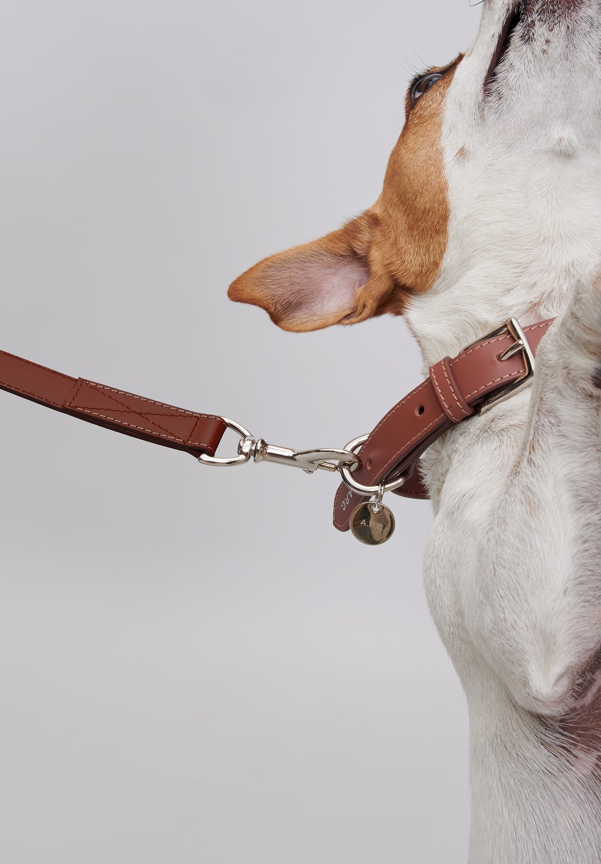 Toutou leather collar - 5