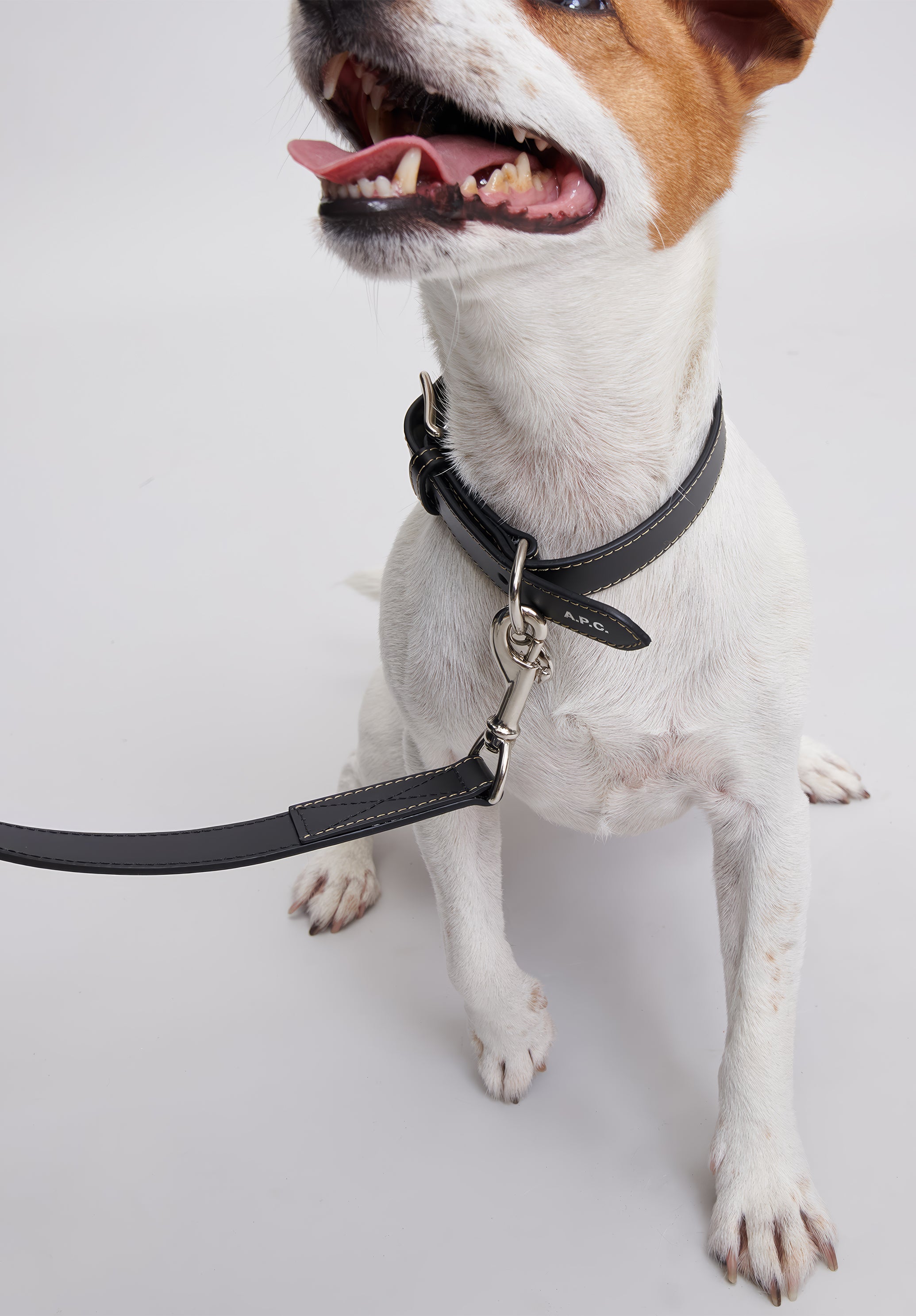 Toutou leather collar - 5